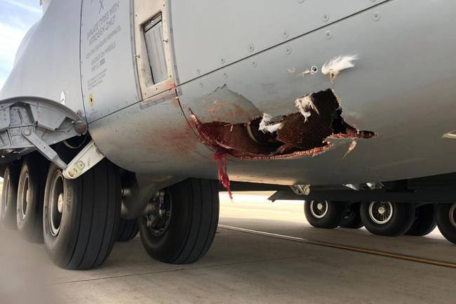 西班牙A400M运输机发生撞鸟事故 该机型曾赴中国运送医疗物资