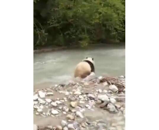 大熊猫河里冲浪上演国宝式狗刨