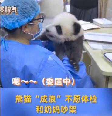 小熊猫体检时闹情绪竟开口跟奶妈吵架,奶凶吼叫萌翻了
