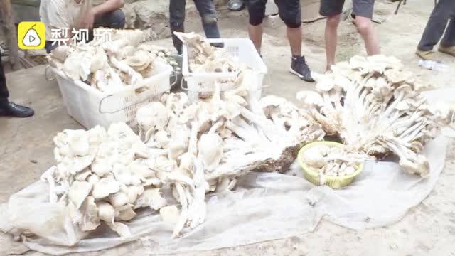 云南村民捡到312斤巨型野生菌