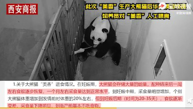 华盛顿动物园虐待产后大熊猫?官方回应旅美大熊猫产后疑遭虐待