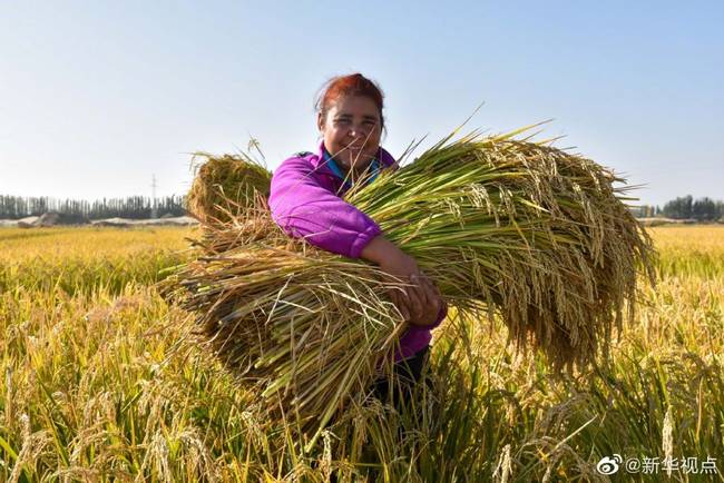 袁隆平团队连续第三年开展种植试验，沙漠海水稻再丰收