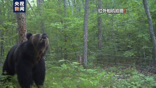 小兴安岭首次找到东北虎吃熊的珍贵影像证据