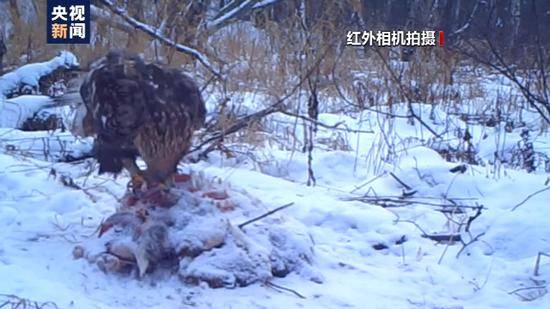 小兴安岭首次找到东北虎吃熊的珍贵影像证据