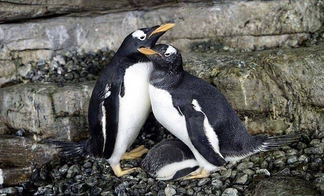 同性恋公企鹅时隔一年再偷蛋，试图自己悄悄孵出来