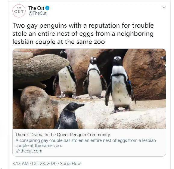同性恋公企鹅时隔一年再偷蛋，试图自己悄悄孵出来
