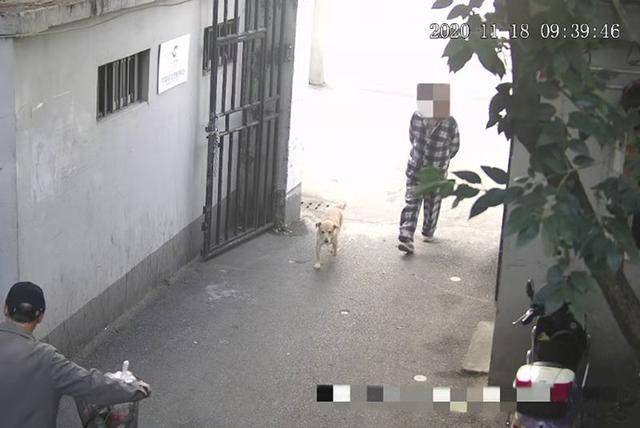 遛狗不牵绳的主人们注意了！上海不牵绳遛狗将被抓拍处罚